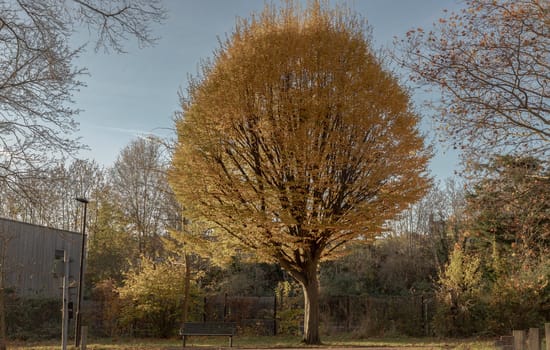 Empty park bench and Aspen tree (Populus tremula) with colorful autumn leaves in natural sunlight. Autumnal landscape, Seat and unwind area. Space for text, Selective Focus.