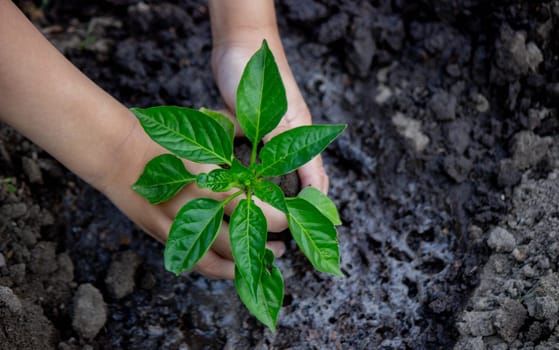 The child is planting in the garden. Selective focus. nature