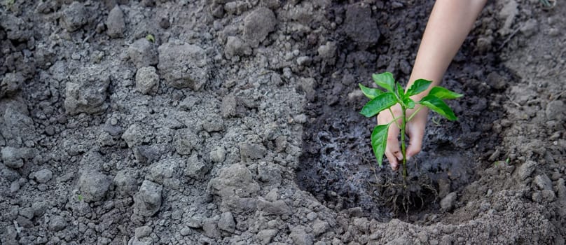 The child is planting in the garden. Selective focus. nature