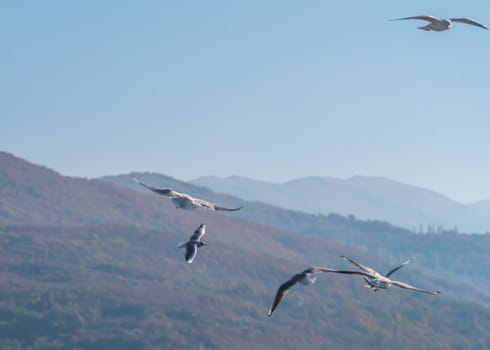 gulls fly over lake Ohrid, natural background