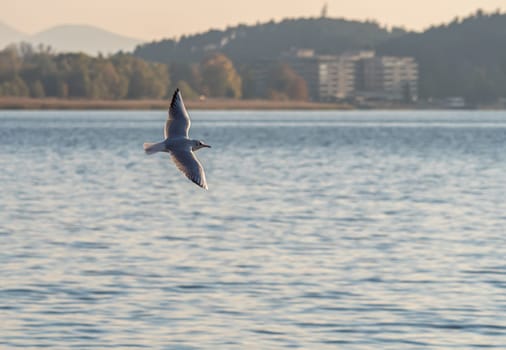 gulls fly over lake Ohrid, natural background