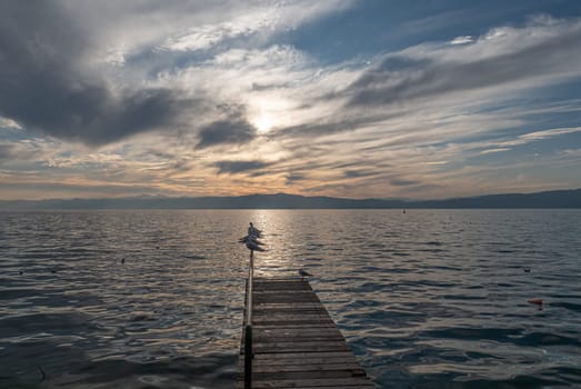 Bird Seagull Standing in sunset, lake sunset
