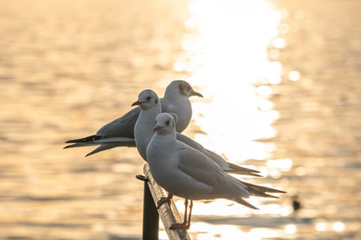 Bird Seagull Standing in sunset, lake sunset