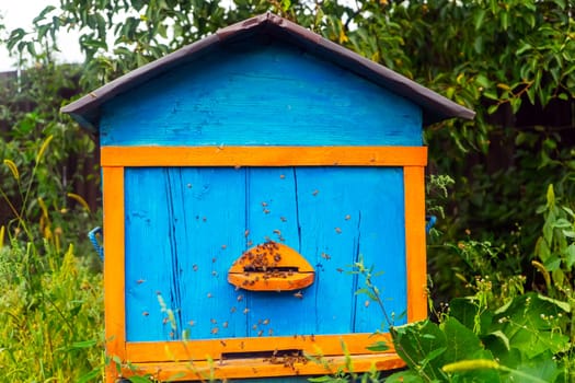 Beehive blue yellow color in green garden