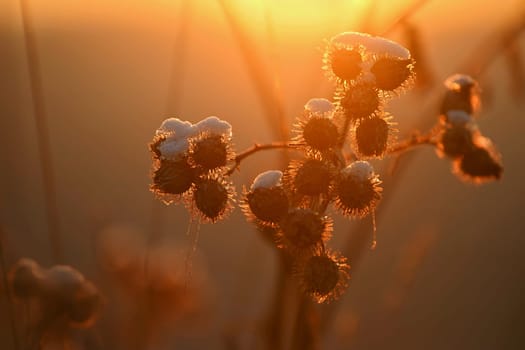 Frozen Onopordum acanthium .Frost on branches. Beautiful winter seasonal natural background.