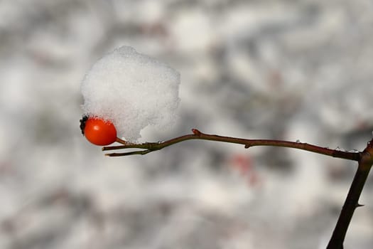 Winter nature colorful background. Snowy twig on a tree.