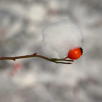 Winter nature colorful background. Snowy twig on a tree.