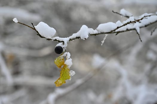 Winter nature colorful background. Snowy twig on a tree.