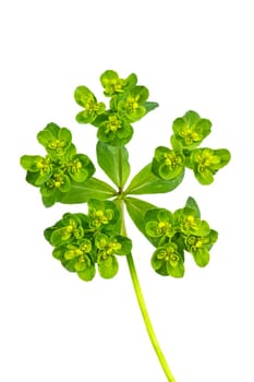 Flowers of a wild toxic plant Euphorbia cyparissias or cypress spurge