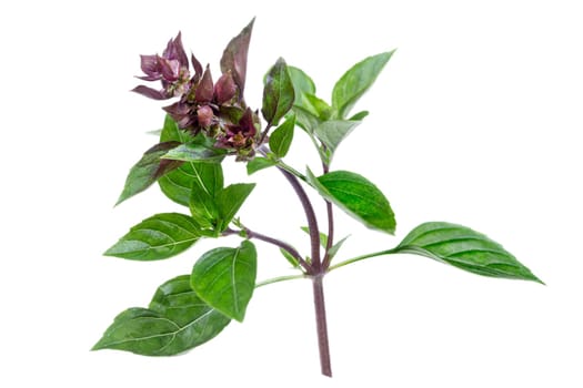 Fresh purple basil leaves isolated on white background