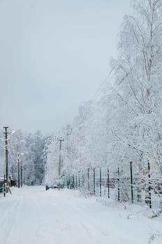 An abandoned winter forest with a partially snow-covered fence creates the image of a mysterious and peaceful natural corner.