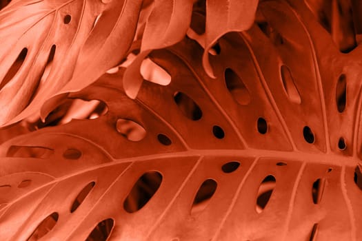 Close-up of a leaf of a tropical monstera plant. Color of the year 2024. Selective focus.