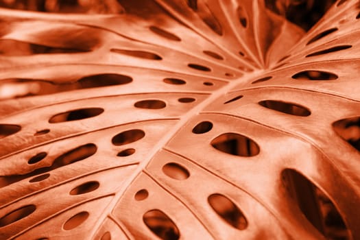 Close-up of a leaf of a tropical monstera plant. Color of the year 2024. Selective focus.