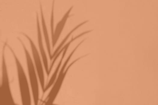Shadow leaf dypsis on Peach Fuzz color wall. Peach Fuzz color of the year 2024. Monochrome background. High quality photo