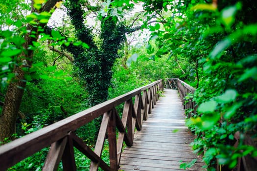 wooden bridge road in a rainforest landscape 1