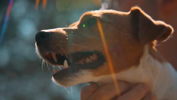 Close-up of beautiful dog in arms on sunny day. Stock footage. Man holds and strokes beautiful dog on background of colorful sunlight. Man holds Jack Russell terrier in arms on sunny summer day.