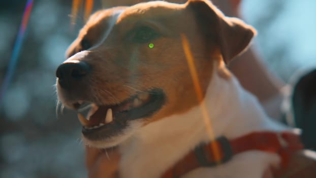 Close-up of beautiful dog in arms on sunny day. Stock footage. Man holds and strokes beautiful dog on background of colorful sunlight. Man holds Jack Russell terrier in arms on sunny summer day.