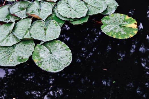 water plant water lilies and lilies in a pond