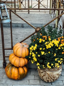 three ripe pumpkins next to yellow and orange flowers