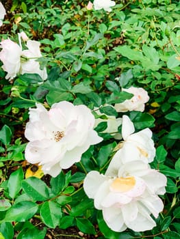 flowers of tea rose in green foliage as background