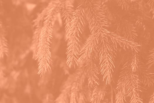 Peach fuzz toned fir branches spruce. Close up. Spruce needles monochrome. Fluffy Christmas tree spruce 2024 color. High quality photo