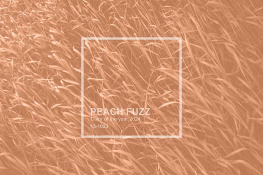 Peach Fuzz color grass for background or backdrop. Monochrome grass background texture. Element of design. Trendy colour 2024. High quality photo