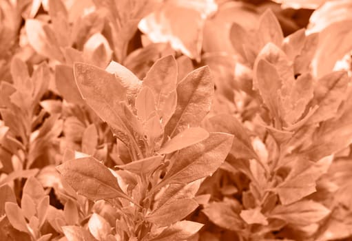 Peach Fuzz color leaf texture, nature monochrom background. Color of the year 2024. High quality photo