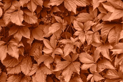 Peach fuzz grape leaves on the wall close-up. Wild grapes monochrome background. Color of the year 2024. High quality photo