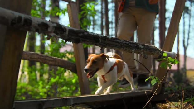 Man with dog walking on wooden bridge. Stock footage. Beautiful dog walks with its owner over bridge in forest. Man and dog walk across wooden bridge in sunny summer forest.