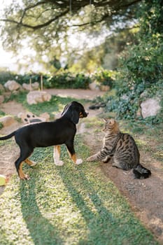 Large puppy stands near a tabby cat on a green lawn in the park. High quality photo