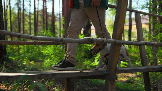 Dog and man are walking on bridge in woods. Stock footage. Dog and owner are walking in forest with bridge. Man and dog cross wooden bridge in sunny summer forest.