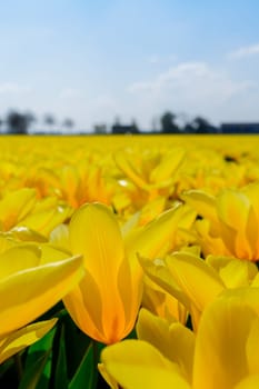 Awe-inspiring sight of unending yellow tulip fields spreading out across the scenery, forming an impressive and colorful natural expanse under the expansive blue sky.