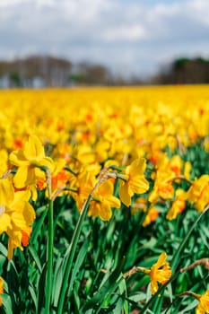 A breathtaking sight of a picturesque Dutch field covered with endless yellow daffodils in full bloom, evoking the beauty and charm of spring
