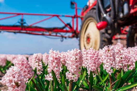 A tractor equipped with a spraying apparatus dispersing pest control chemicals on fields of vibrant flowers in a picturesque Dutch flower cultivation farm.