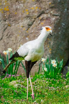 Close-up shot of a majestic secretary bird standing in its natural environment. The bird's distinctive plumage and sturdy build are highlighted in the image.