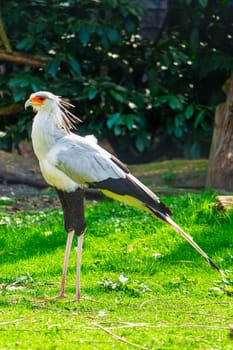Close-up of a secretary bird displaying intricate and detailed features in its natural habitat, showcasing the beauty of wildlife conservation efforts.