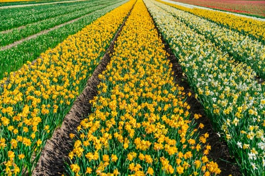 Panoramic view of a picturesque springtime landscape in Holland with endless rows of vibrant yellow daffodils blooming under the clear blue sky