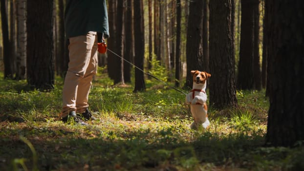 Trained dog stands on its hind legs. Stock footage. Dog stands on its hind legs in park on sunny summer day. Owner trains dog to stand on its hind legs.