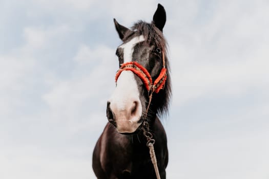 Cute happy young woman with horse. Rider female drives her horse in nature on evening sunset light background. Concept of outdoor riding, sports and recreation.