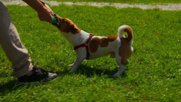 Man is actively playing with dog on grass. Stock footage. Active recreation with dog in park on sunny summer day. Man plays ball with dog on green grass in park.