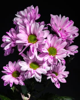 Pink Chrysanthemum Spray Katinka on a black background. Flower head close-up.