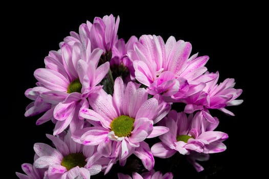 Pink Chrysanthemum Spray Katinka on a black background. Flower head close-up.