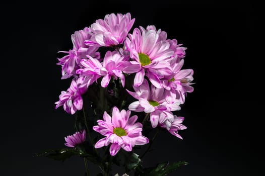 Pink Chrysanthemum Spray Katinka on a black background. Flower head close-up.