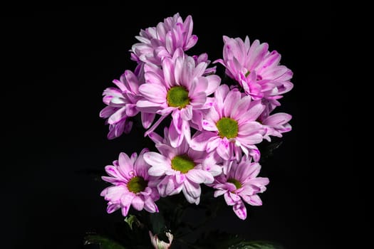 Pink Chrysanthemum Spray Katinka on a black background. Flower head close-up.