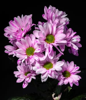 Pink Chrysanthemum Spray Katinka on a black background. Flower head close-up.