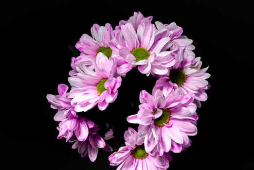 Pink Chrysanthemum Spray Katinka on a black background. Flower head close-up.