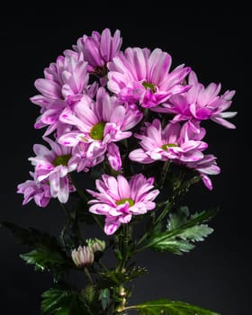 Pink Chrysanthemum Spray Katinka on a black background. Flower head close-up.