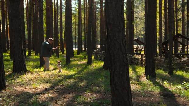 Man trains dog in woods. Stock footage. Man teaches dog to sit in nature on sunny day. Man trains dog in park in summer.