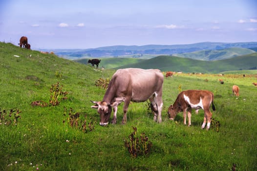 Beautiful landscape with cows on rural hills. Green lush grass on a mountain pasture for walking cattle.