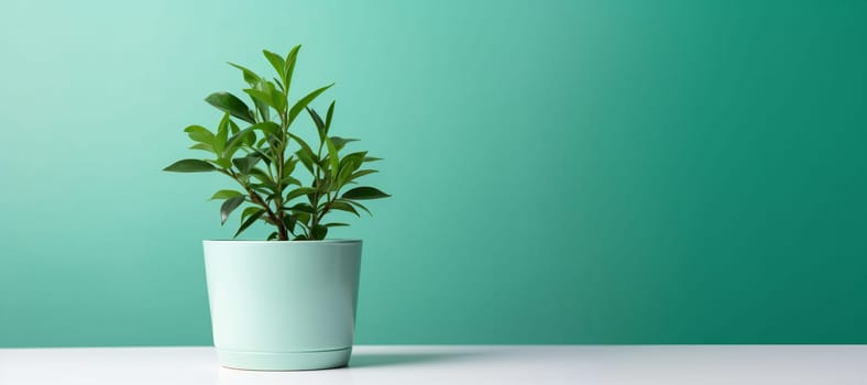 potted plant on pastel green background. Houseplant for minimal creative home decor concept.